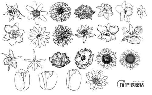 手绘鲜花花朵Photoshop笔刷素材-玩吧资源站