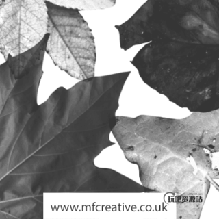 真实的枯叶、落叶素材PS笔刷下载-玩吧资源站