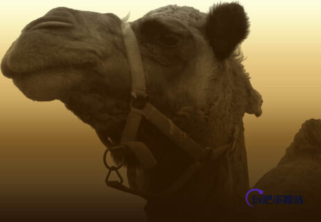 骆驼PS笔刷-玩吧资源站