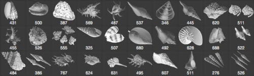 真实的海螺、贝壳图形Photoshop笔刷素材 #.3-玩吧资源站