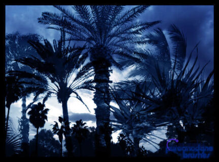 棕榈树、椰子树PS树木笔刷下载-玩吧资源站