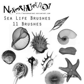 贝壳、海螺、海胆、海星Photoshop海洋元素笔刷-玩吧资源站