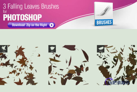 3种树叶、枫叶、落叶PS笔刷素材下载-玩吧资源站