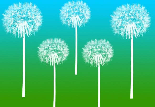白色蒲公英花朵Photoshop笔刷