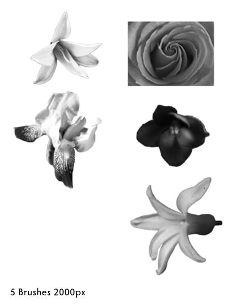 真实的鲜花花朵photoshop笔刷素材