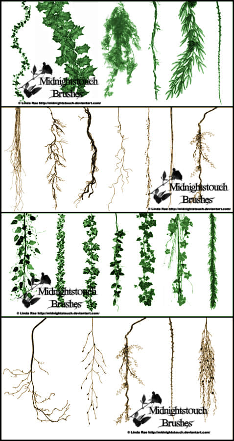 爬山虎、藤蔓、牵牛花等植物photoshop笔刷素材