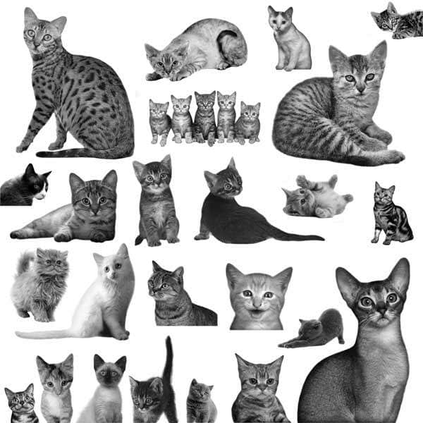 真实宠物的猫咪小猫笔刷