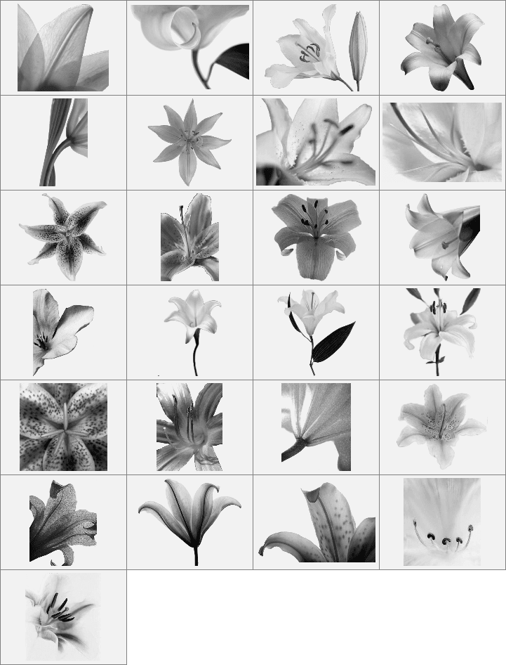 漂亮的百合花朵笔刷