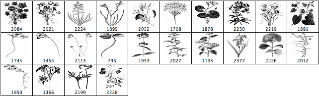 高清花朵笔刷