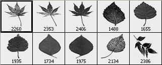 树叶子枫叶笔刷